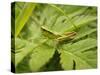 Small Gold Grasshopper on Leaf-Harald Kroiss-Stretched Canvas