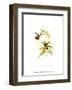 Small Gould Hummingbird I-John Gould-Framed Art Print