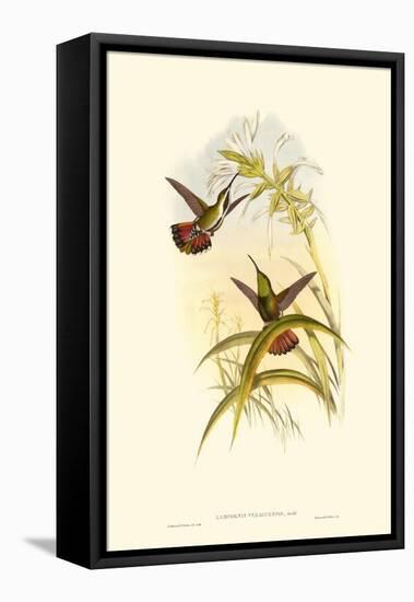 Small Gould Hummingbird I-John Gould-Framed Stretched Canvas