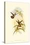 Small Gould Hummingbird I-John Gould-Stretched Canvas