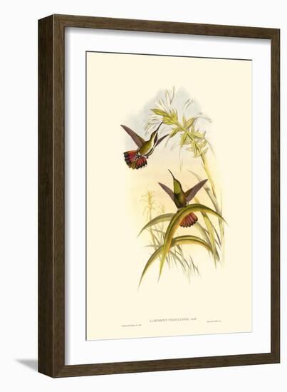 Small Gould Hummingbird I-John Gould-Framed Art Print