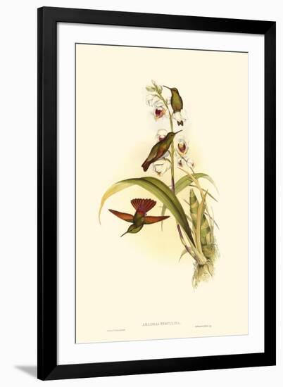 Small Gould Hummingbird II-John Gould-Framed Art Print