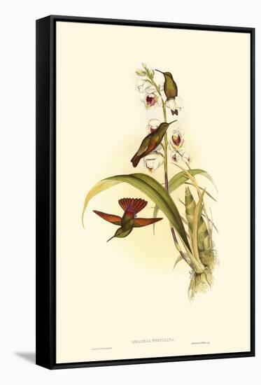 Small Gould Hummingbird II-John Gould-Framed Stretched Canvas