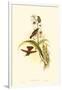 Small Gould Hummingbird II-John Gould-Framed Art Print
