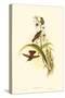 Small Gould Hummingbird II-John Gould-Stretched Canvas