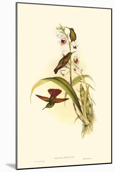 Small Gould Hummingbird II-John Gould-Mounted Art Print