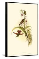 Small Gould Hummingbird II-John Gould-Framed Stretched Canvas