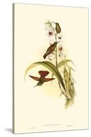 Small Gould Hummingbird II-John Gould-Stretched Canvas