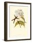 Small Gould Hummingbird III-John Gould-Framed Art Print