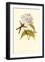 Small Gould Hummingbird III-John Gould-Framed Art Print