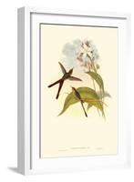 Small Gould Hummingbird III-John Gould-Framed Art Print