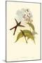 Small Gould Hummingbird III-John Gould-Mounted Art Print