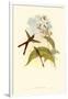 Small Gould Hummingbird III-John Gould-Framed Art Print