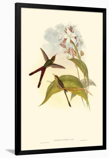 Small Gould Hummingbird III-John Gould-Framed Art Print