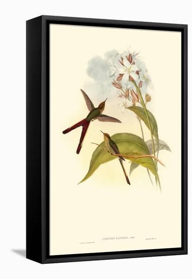 Small Gould Hummingbird III-John Gould-Framed Stretched Canvas