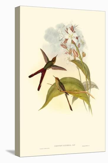 Small Gould Hummingbird III-John Gould-Stretched Canvas