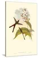 Small Gould Hummingbird III-John Gould-Stretched Canvas
