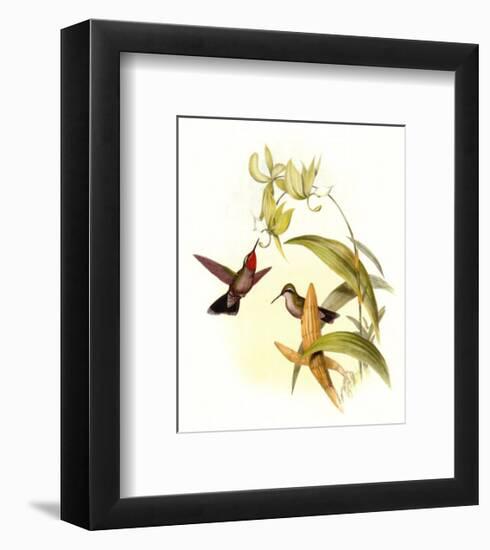 Small Gould Hummingbird IV-John Gould-Framed Art Print