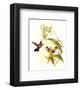 Small Gould Hummingbird IV-John Gould-Framed Art Print