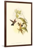 Small Gould Hummingbird IV-John Gould-Framed Art Print