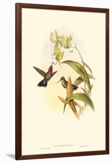 Small Gould Hummingbird IV-John Gould-Framed Art Print