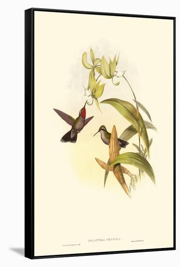 Small Gould Hummingbird IV-John Gould-Framed Stretched Canvas