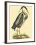 Small Great Blue Heron-John Selby-Framed Art Print