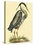 Small Great Blue Heron-John Selby-Stretched Canvas