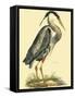 Small Great Blue Heron-John Selby-Framed Stretched Canvas