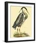 Small Great Blue Heron-John Selby-Framed Art Print