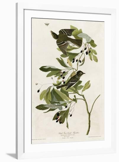 Small Green Crested Flycatcher-null-Framed Giclee Print