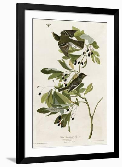 Small Green Crested Flycatcher-null-Framed Giclee Print