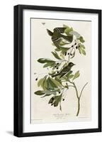 Small Green Crested Flycatcher-null-Framed Giclee Print