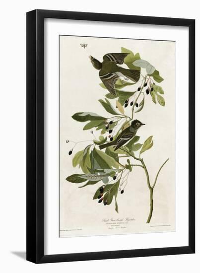 Small Green Crested Flycatcher-null-Framed Giclee Print