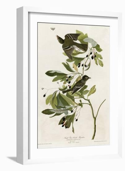 Small Green Crested Flycatcher-null-Framed Giclee Print