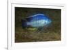 small green utaka cichlid swimming, lake malawi, malawi-franco banfi-Framed Photographic Print