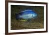 small green utaka cichlid swimming, lake malawi, malawi-franco banfi-Framed Photographic Print