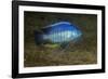 small green utaka cichlid swimming, lake malawi, malawi-franco banfi-Framed Photographic Print