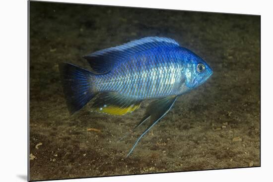 small green utaka cichlid swimming, lake malawi, malawi-franco banfi-Mounted Photographic Print