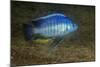 small green utaka cichlid swimming, lake malawi, malawi-franco banfi-Mounted Photographic Print