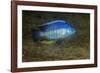 small green utaka cichlid swimming, lake malawi, malawi-franco banfi-Framed Photographic Print