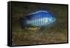 small green utaka cichlid swimming, lake malawi, malawi-franco banfi-Framed Stretched Canvas