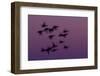 Small Group of Pink-Footed Geese (Anser Brachyrhynchus) in Flight at Dawn, Wash Estuary, Norfolk,Uk-Peter Cairns-Framed Photographic Print