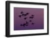 Small Group of Pink-Footed Geese (Anser Brachyrhynchus) in Flight at Dawn, Wash Estuary, Norfolk,Uk-Peter Cairns-Framed Photographic Print