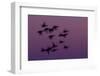 Small Group of Pink-Footed Geese (Anser Brachyrhynchus) in Flight at Dawn, Wash Estuary, Norfolk,Uk-Peter Cairns-Framed Photographic Print