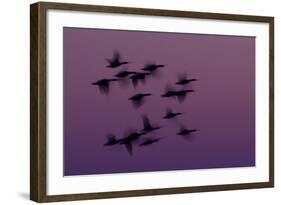 Small Group of Pink-Footed Geese (Anser Brachyrhynchus) in Flight at Dawn, Wash Estuary, Norfolk,Uk-Peter Cairns-Framed Photographic Print