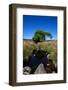 Small Group of Trees, East Kippure Mountains, County Wicklow, Ireland-null-Framed Photographic Print