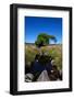 Small Group of Trees, East Kippure Mountains, County Wicklow, Ireland-null-Framed Photographic Print