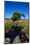 Small Group of Trees, East Kippure Mountains, County Wicklow, Ireland-null-Mounted Photographic Print