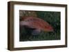 Small Grouper, Beqa Lagoon, Fiji-Stocktrek Images-Framed Photographic Print